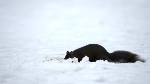 Grey squirrel Sciurus carolinensis  4 black morph feeding in snow Stock Footage 171598223