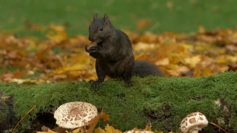 Grey squirrel Sciurus carolinensis 43 50p gathers food for winter cache Video stock 171579848