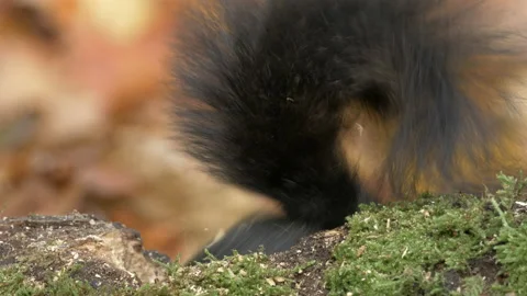 Grey squirrel Sciurus carolinensis 52 50p collecting food from cache Video stock 171579198
