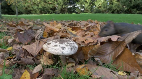 Grey squirrel Sciurus carolinensis 54  25p wide angle of black squirrel Stock Footage 171579519