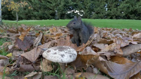 Grey squirrel Sciurus carolinensis 57 25p black squirrel stores food Video stock 171579314