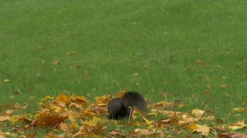 Grey squirrel Sciurus carolinensis 6 50p collecting nuts for Winter cache Stock Footage 171578158