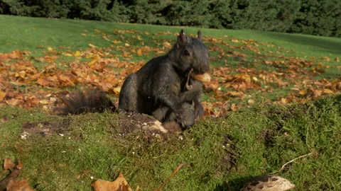 Grey squirrel Sciurus carolinensis 65 50p wide angle of gathering winter cache Stock Footage 171580646