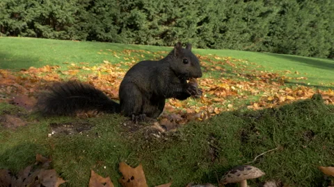 Grey squirrel Sciurus carolinensis 67 11 20 50p gathers acorn to store Stock-Footage 171580897