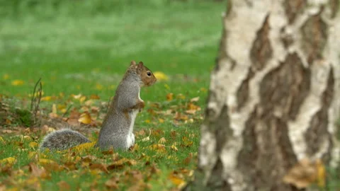 Grey squirrel Sciurus carolinensis 7 25p waits turn to gather nuts Stock-Footage 171573900