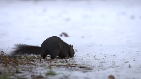 Grey squirrel Sciurus carolinensis 7 black form in snow Stock Footage 171604397