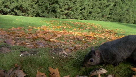 Grey squirrel Sciurus carolinensis 70  50p gathering winter stash Stock Footage 171581332