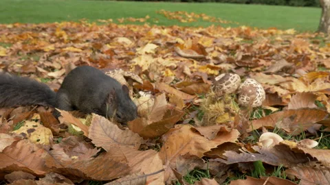 Grey squirrel Sciurus carolinensis 74  50p collects chestnut to store Stock Footage 171581053