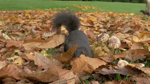 Grey squirrel Sciurus carolinensis 76 50p finds and stashes acorn in parkland Stock Footage 171581846