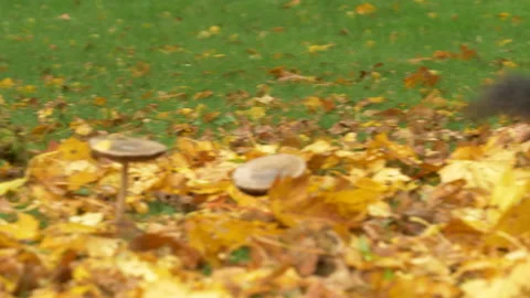 Grey squirrel Sciurus carolinensis 9 50p Black Squirrel gathers nuts Stock-Footage 171578485