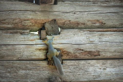 Grey squirrel (sciurus carolinensis) climbs vintage wooden wall and looks bac Stock Photos