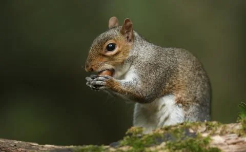 A Grey Squirrel, Sciurus carolinensis, eating an acorn sitting on a log. Stock Photos