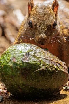 Grey squirrel - Sciurus carolinensis - eating a green avocado Stock Photos