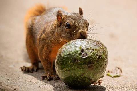 Grey squirrel - Sciurus carolinensis - eating a green avocado Stock Photos