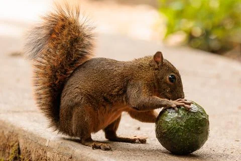 Grey squirrel - Sciurus carolinensis - eating a green avocado Stock Photos