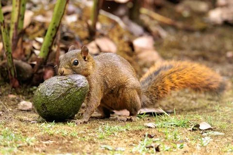 Grey squirrel - Sciurus carolinensis - eating a green avocado Stock Photos