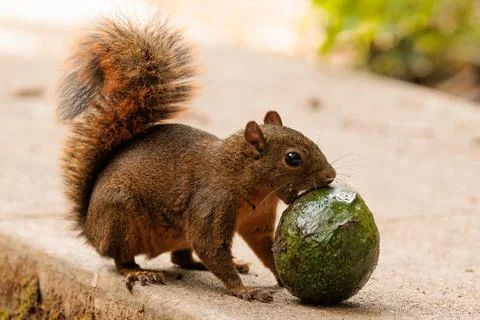 Grey squirrel - Sciurus carolinensis - eating a green avocado Stock Photos