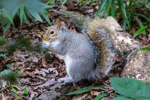 A Grey Squirrel (Sciurus carolinensis) eating a almond in the deep forest Stock Photos
