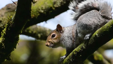 Grey Squirrel, Sciurus carolinensis in environment 動画素材 238711353