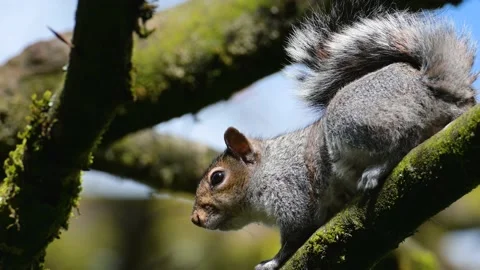 Grey Squirrel, Sciurus carolinensis in environment Stockbeeldmateriaal 238711378