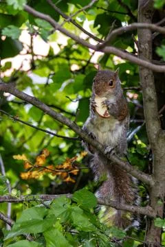 Grey Squirrel (Sciurus carolinensis) in Father Collins Park, Dublin, Ireland Stock Photos