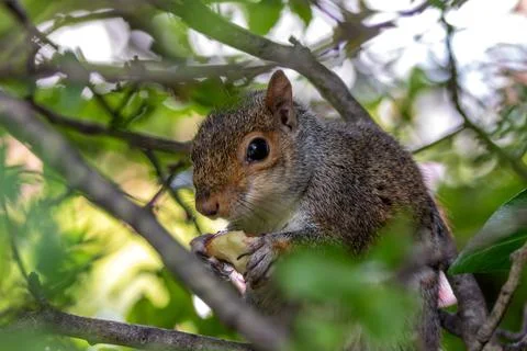 Grey Squirrel (Sciurus carolinensis) in Father Collins Park, Dublin, Ireland Foto stock
