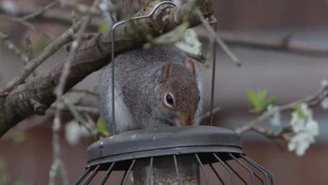 A Grey Squirrel, Sciurus carolinensis, feeding out of a bird feeder. Spring. UK 库存影片 332972863