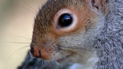 Grey Squirrel - Sciurus carolinensis Stock Footage 123299449