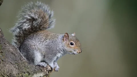 Grey Squirrel, Sciurus carolinensis in a forest at winter Stock Footage 270730033