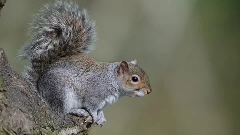 Grey Squirrel, Sciurus carolinensis in a forest at winter Stock-Footage 270730077