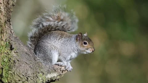 Grey Squirrel, Sciurus carolinensis in a forest at winter Vídeos de archivo 270730139
