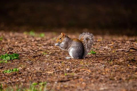 Grey Squirrel (Sciurus carolinensis) in National Botanic Gardens, Dublin, I.. Stock Photos