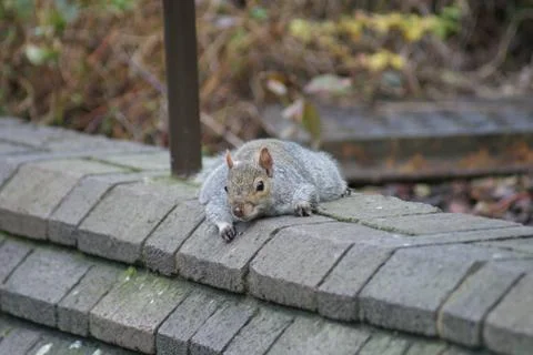 Grey Squirrel - Sciurus carolinensis Foto stock