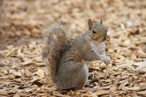 Grey Squirrel - Sciurus carolinensis Stock Photos
