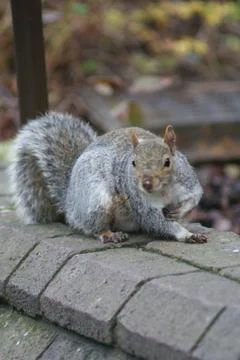 Grey Squirrel - Sciurus carolinensis Foto stock