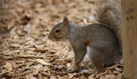 Grey Squirrel - Sciurus carolinensis Foto stock