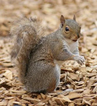 Grey Squirrel - Sciurus carolinensis Stock Photos
