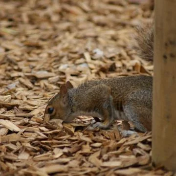 Grey Squirrel - Sciurus carolinensis Foto stock