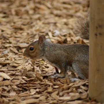 Grey Squirrel - Sciurus carolinensis Stock Photos