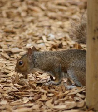 Grey Squirrel - Sciurus carolinensis Stock Photos
