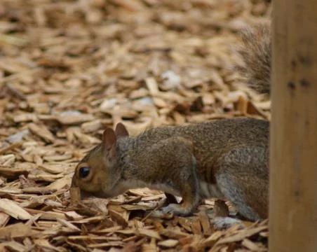 Grey Squirrel - Sciurus carolinensis Stock Photos