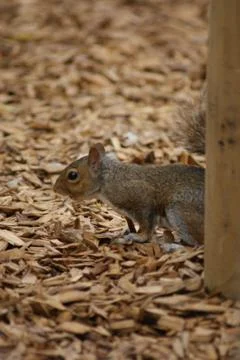 Grey Squirrel - Sciurus carolinensis Stock Photos