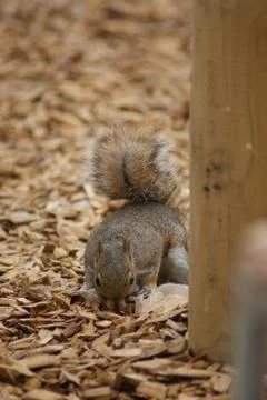 Grey Squirrel - Sciurus carolinensis Stock Photos