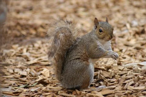Grey Squirrel - Sciurus carolinensis Foto stock