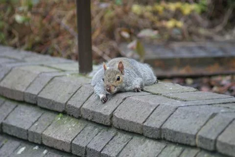 Grey Squirrel - Sciurus carolinensis Stock-Fotos