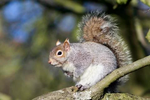 Grey Squirrel (Sciurus carolinensis) Stock Photos