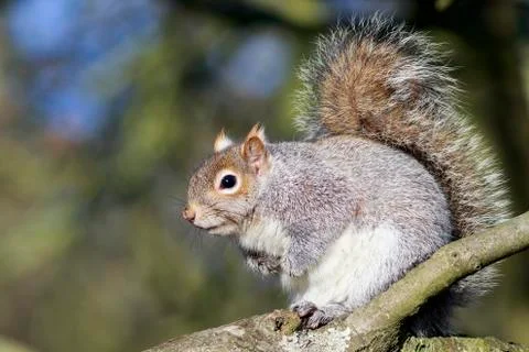 Grey Squirrel (Sciurus carolinensis) Stock Photos