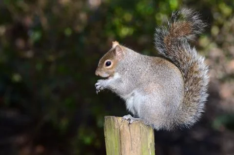 Grey squirrel, Sciurus carolinensis Stock Photos