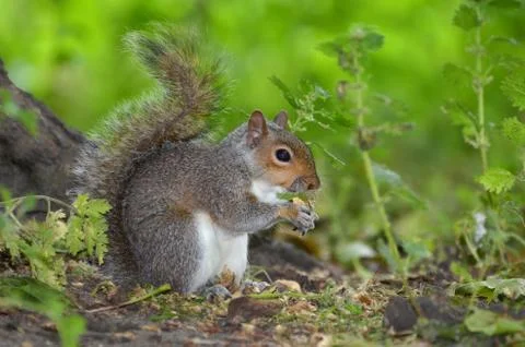 Grey squirrel, Sciurus carolinensis Stock Photos