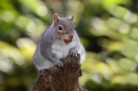 Grey squirrel, Sciurus carolinensis Stock Photos